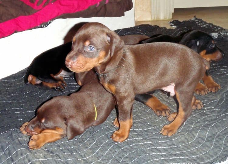 Red and rust male doberman puppy