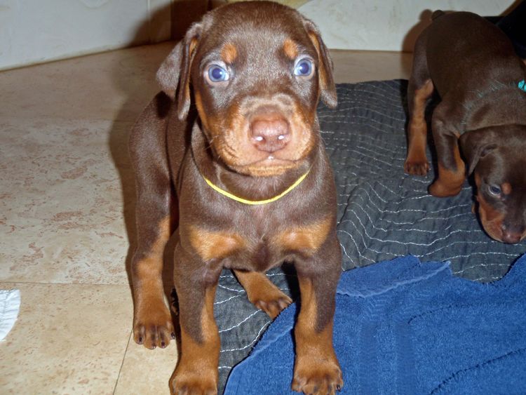 Red and rust male doberman puppy