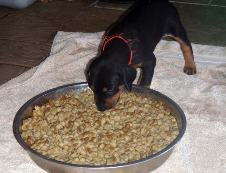 4 Week old doberman pups, red and rust, black and rust