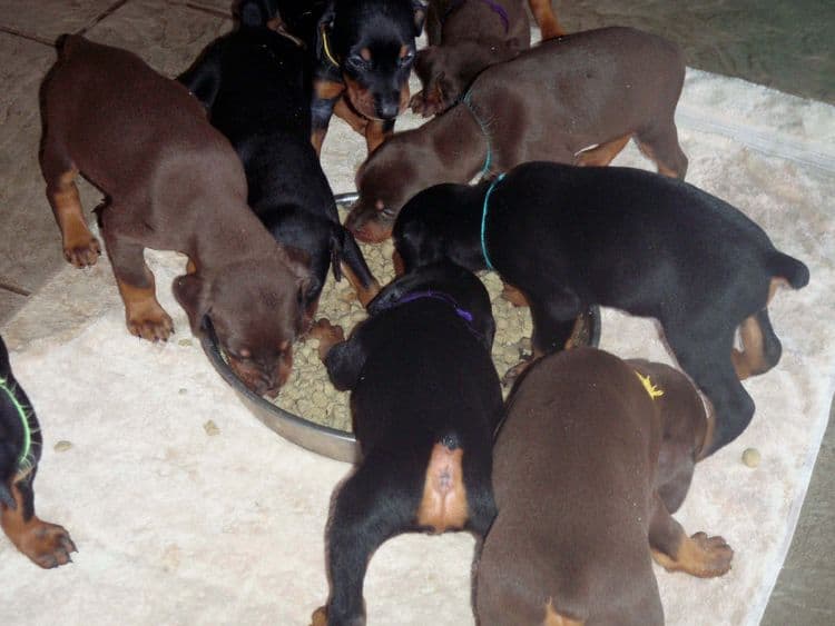 4 Week old doberman pups, red and rust, black and rust