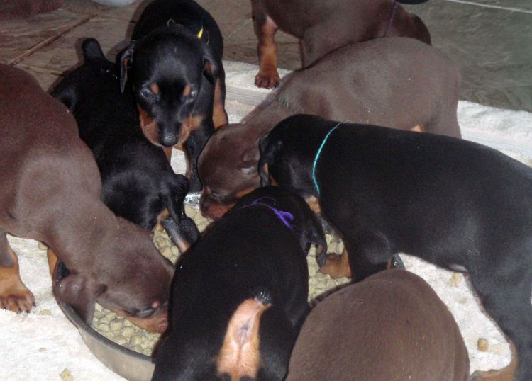 4 Week old doberman pups, red and rust, black and rust