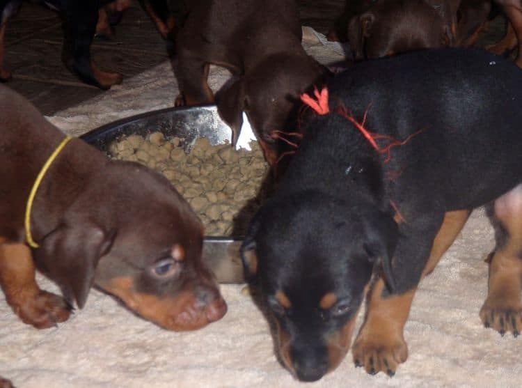 4 Week old doberman pups, red and rust, black and rust