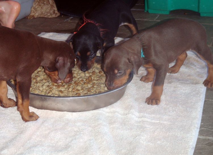 4 Week old doberman pups, red and rust, black and rust