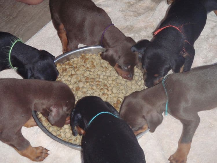 red and rust female doberman puppy