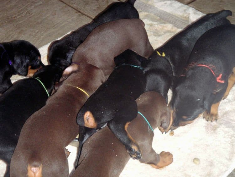 4 Week old doberman pups, red and rust, black and rust