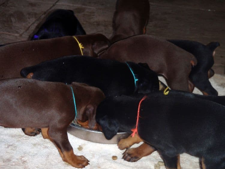 4 Week old doberman pups, red and rust, black and rust