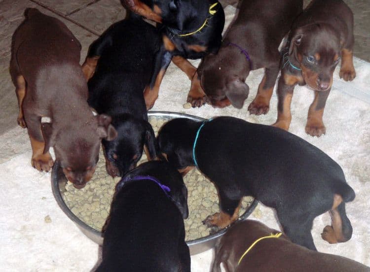 4 Week old doberman pups, red and rust, black and rust