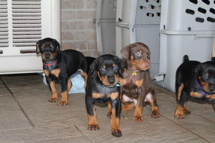 Black and rust male doberman puppy