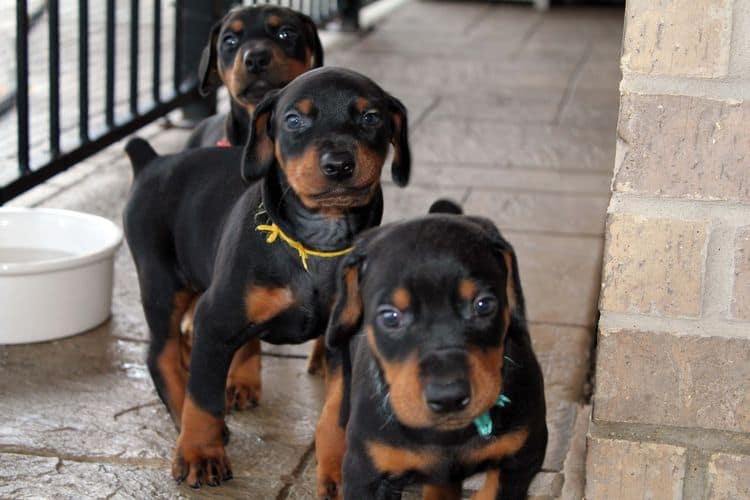 black and rust dobie puppies; red and rust dobe pups