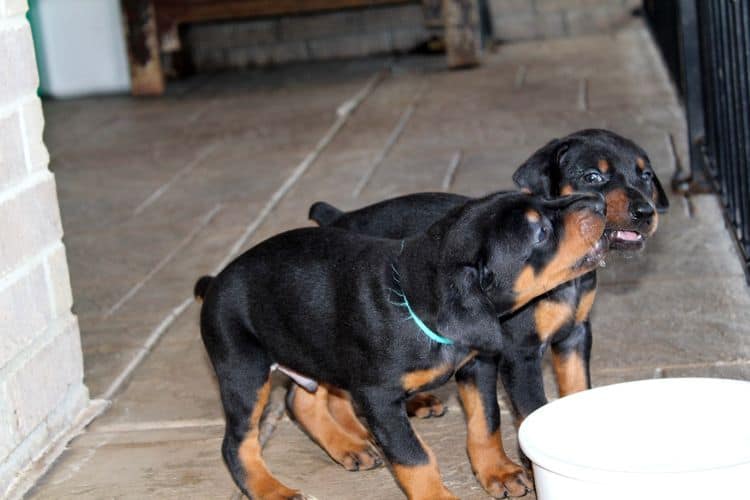 black and rust dobie puppies; red and rust dobe pups