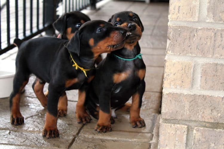 Black and rust male doberman puppy