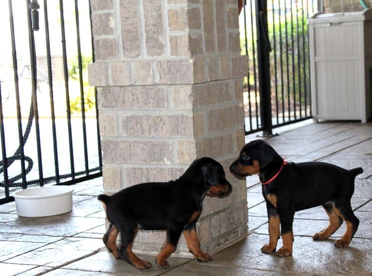 Black and rust female doberman puppy