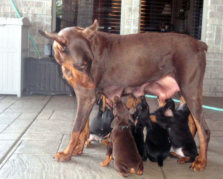 black and rust dobie puppies; red and rust dobe pups