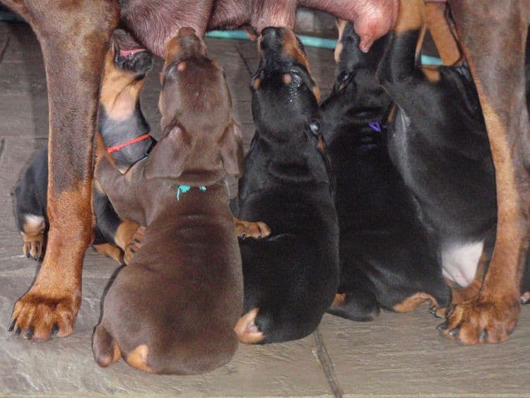 Red and rust male doberman puppy