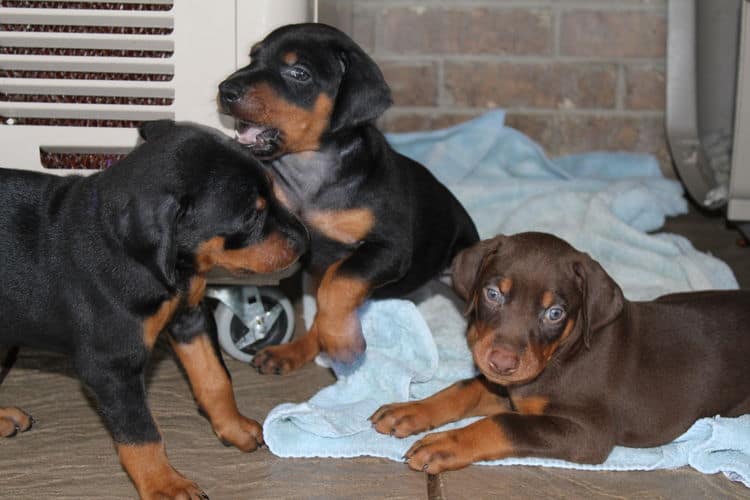 Black and rust female doberman puppy