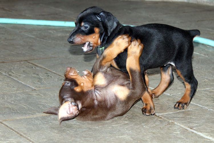 Black and rust female doberman puppy