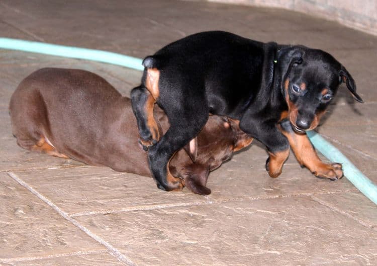 Black and rust female doberman puppy