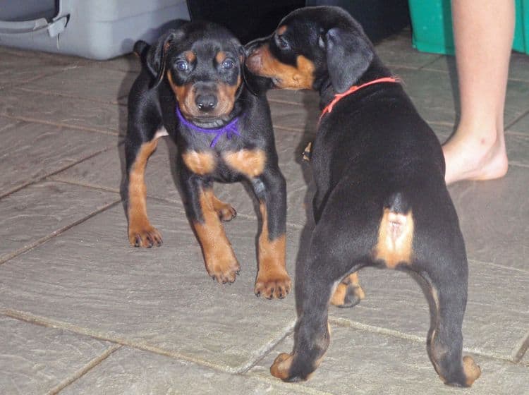 black and rust dobie puppies; red and rust dobe pups