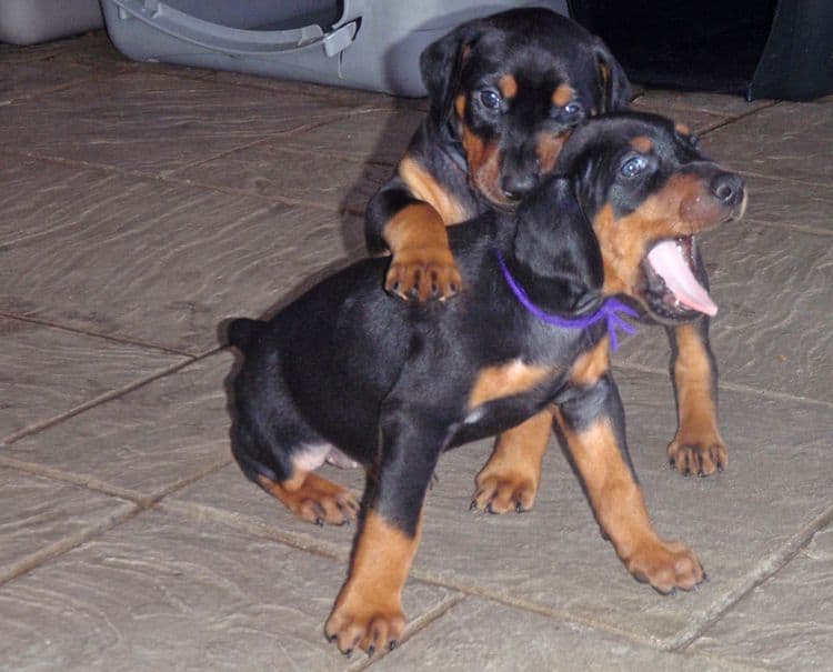 Black and rust female doberman puppy