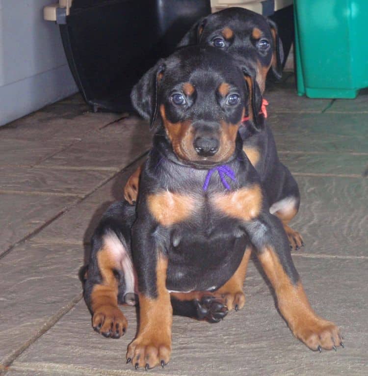 black and rust dobie puppies; red and rust dobe pups