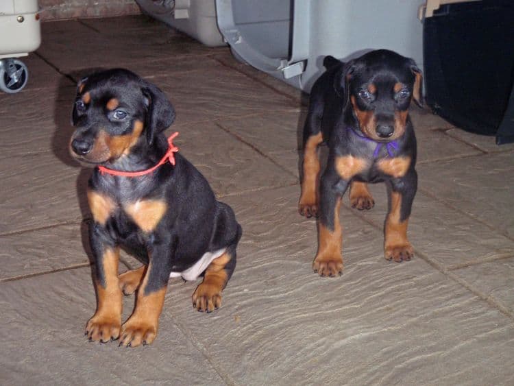 Black and rust female doberman puppy