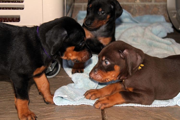 black and rust dobie puppies; red and rust dobe pups