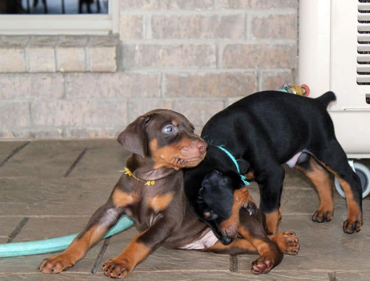 black and rust dobie puppies; red and rust dobe pups