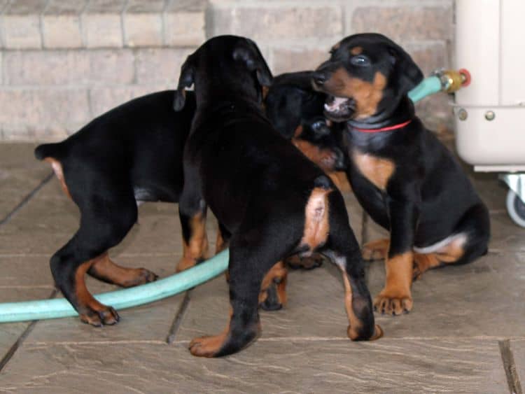 Black and rust female doberman puppy