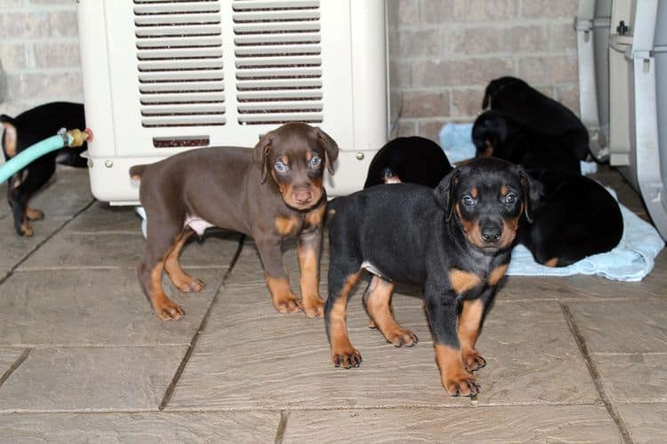 black and rust dobie puppies; red and rust dobe pups