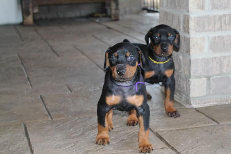 black and rust dobie puppies; red and rust dobe pups