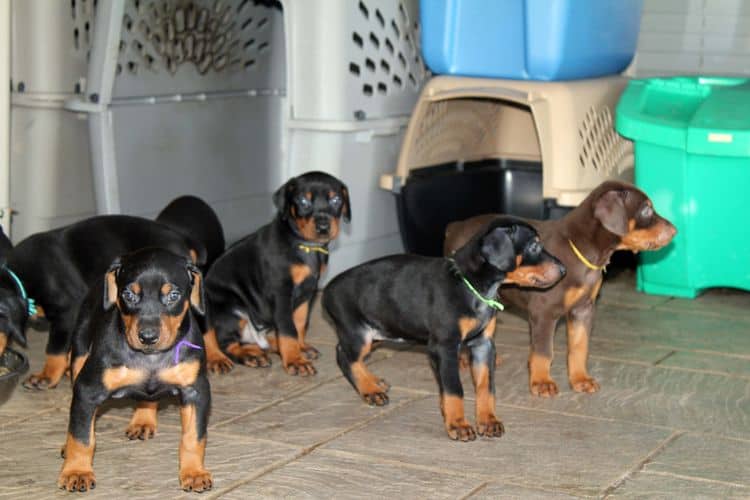 black and rust dobie puppies; red and rust dobe pups