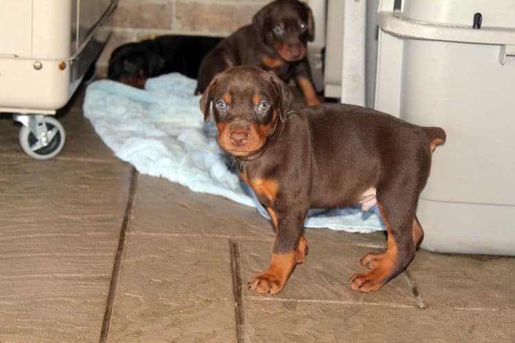 black and rust dobie puppies; red and rust dobe pups