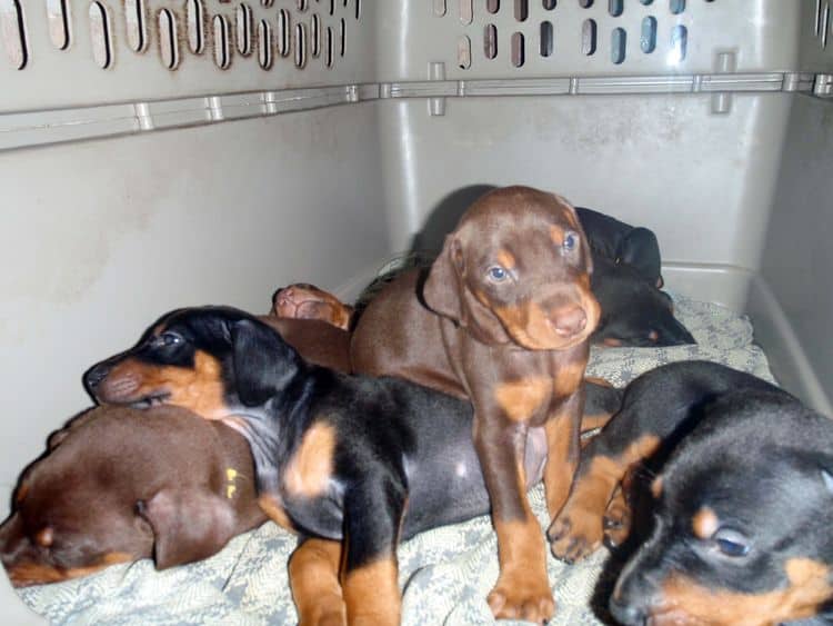 black and rust dobie puppies; red and rust dobe pups