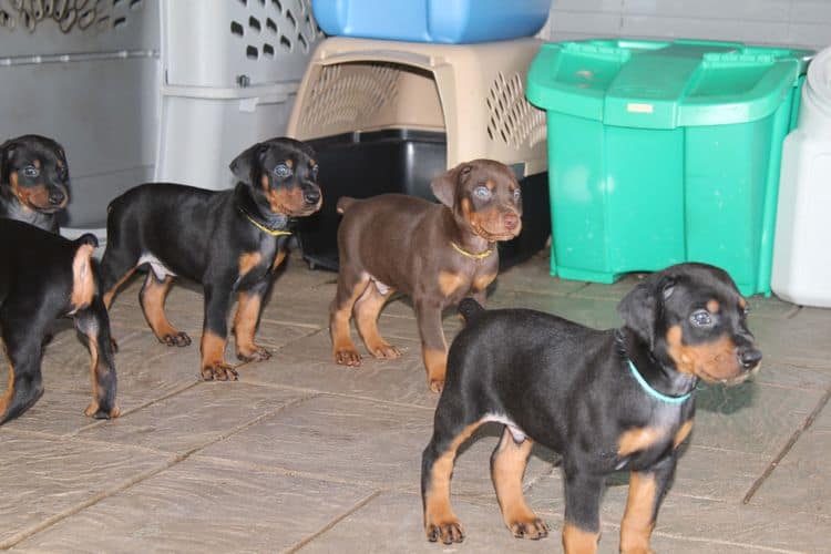 black and rust dobie puppies; red and rust dobe pups