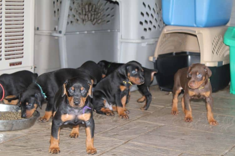 black and rust dobie puppies; red and rust dobe pups