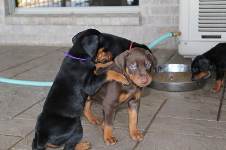 black and rust dobie puppies; red and rust dobe pups