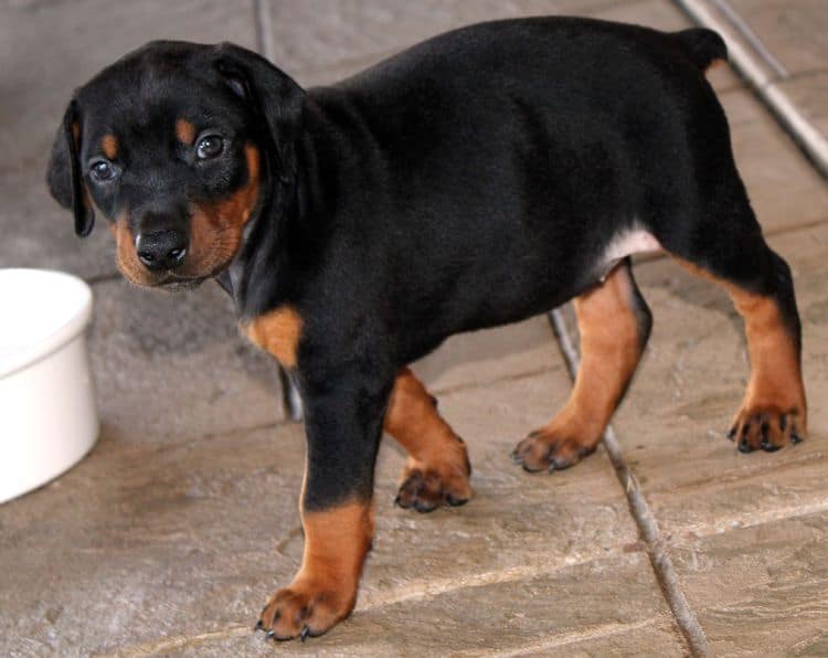 Black and rust female doberman puppy