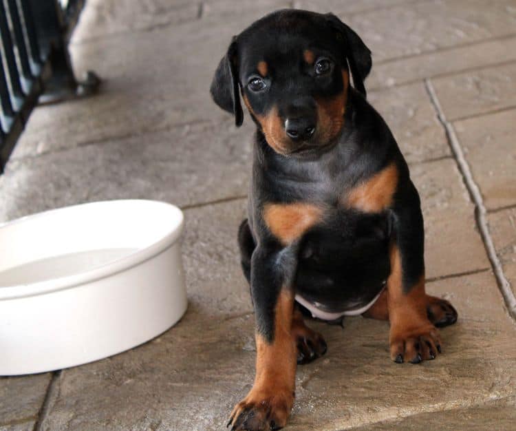 Black and rust female doberman puppy