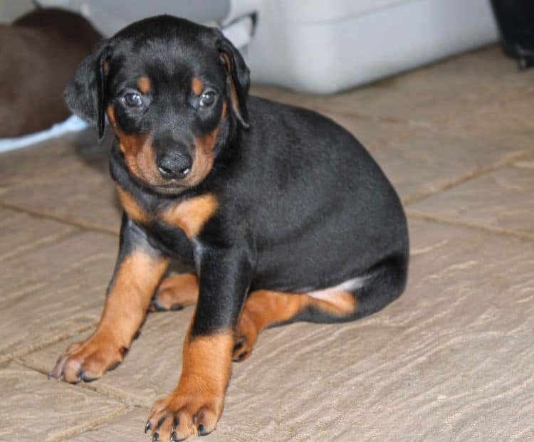 Black and rust female doberman puppy