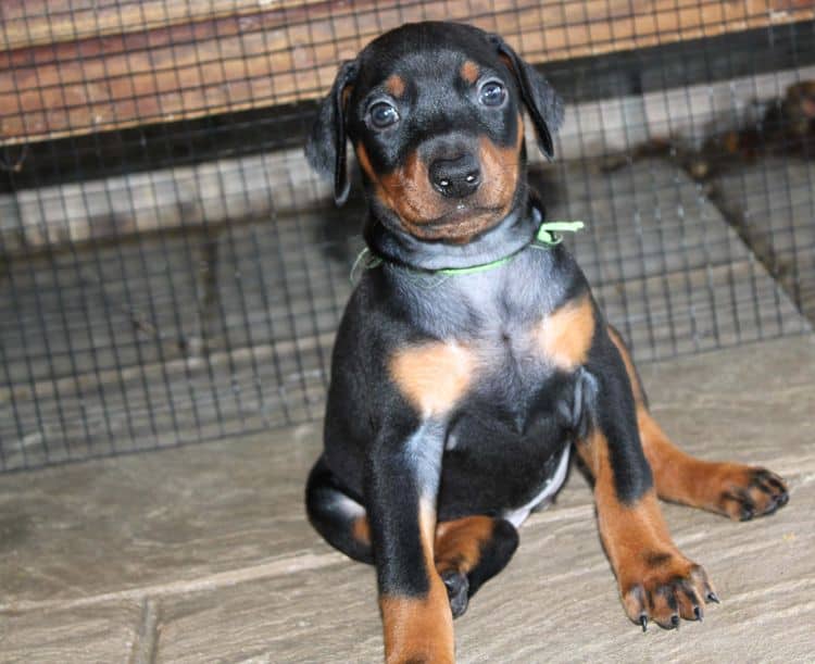 Black and rust female doberman puppy