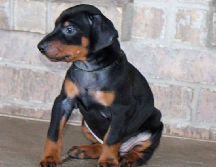 Black and rust female doberman puppy