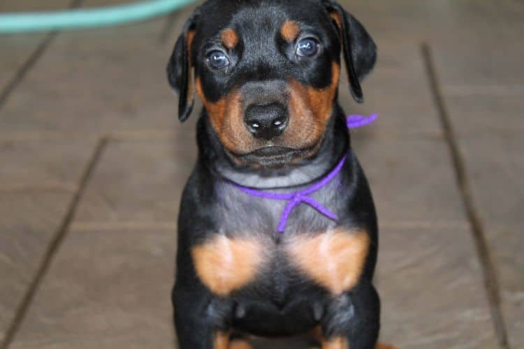 Black and rust female doberman puppy