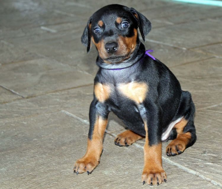 Black and rust female doberman puppy