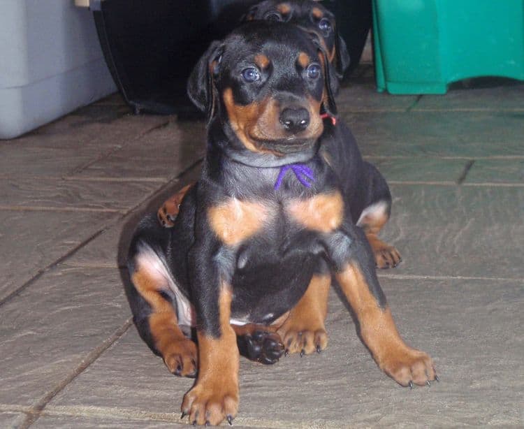 Black and rust female doberman puppy