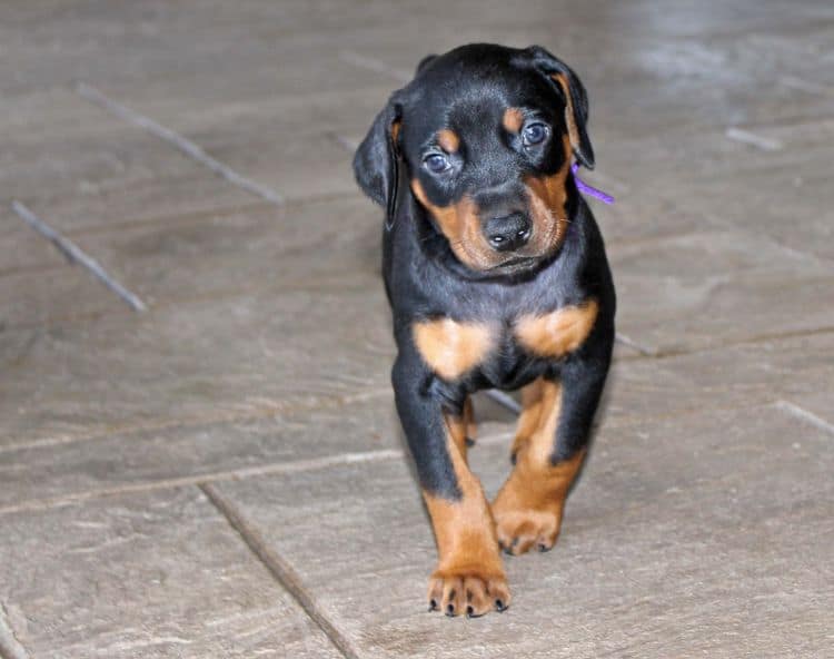 Black and rust female doberman puppy