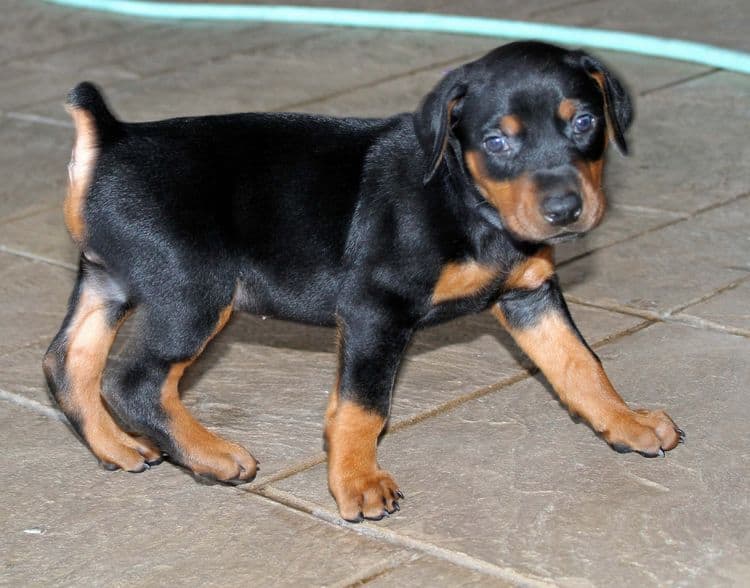 Black and rust female doberman puppy