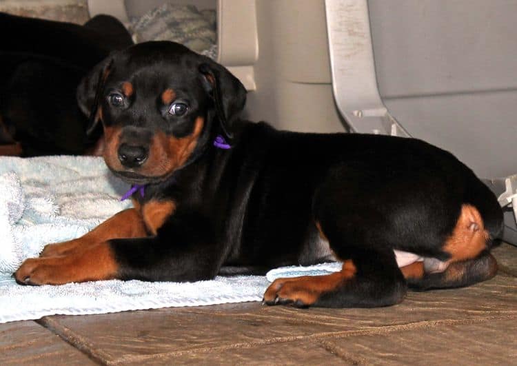 Black and rust female doberman puppy