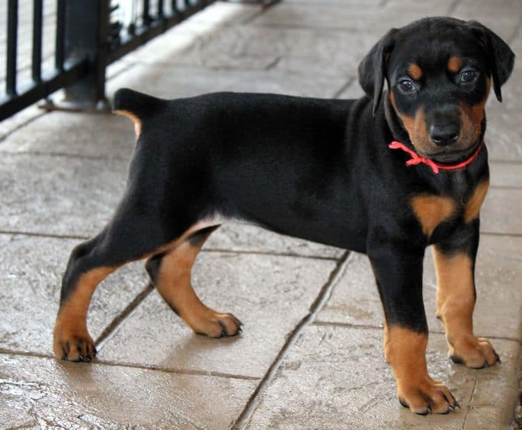 Black and rust female doberman puppy