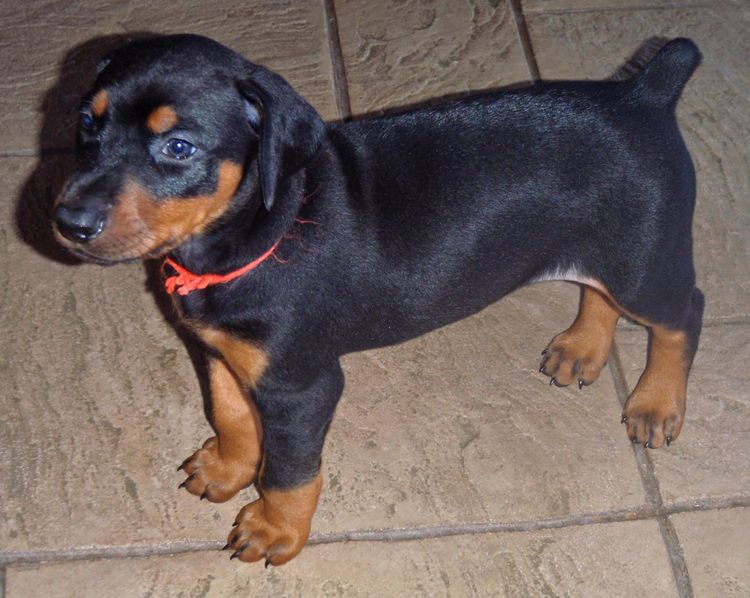 Black and rust female doberman puppy