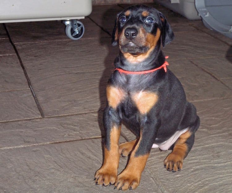 Black and rust female doberman puppy